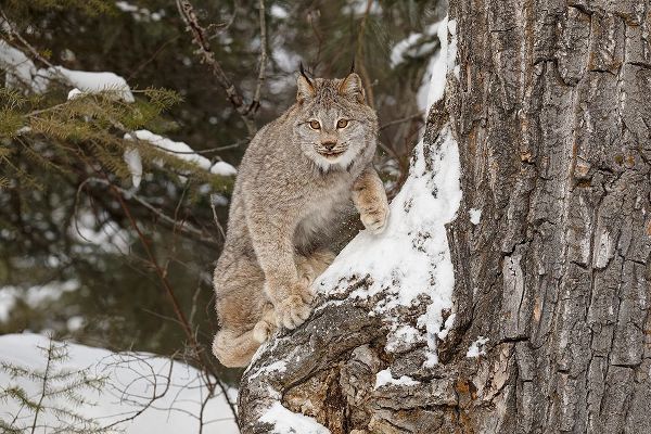 Canada lynx in winter-Lynx canadensis-controlled situation